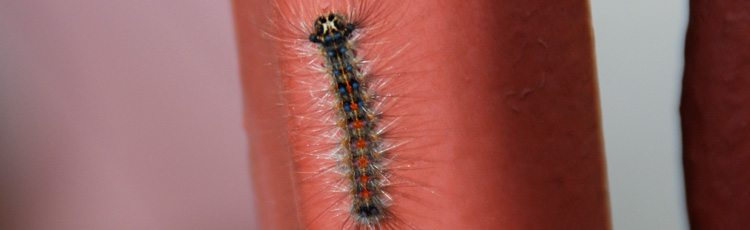 2011_138_MGM_Controlling_Tent_Caterpillars_and_Gypsy_moths.jpg