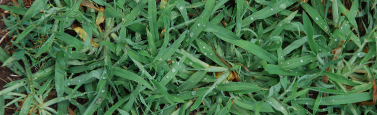 2010_25_MGM_Manage_Crabgrass_with_Proper_Lawn_Care.jpg