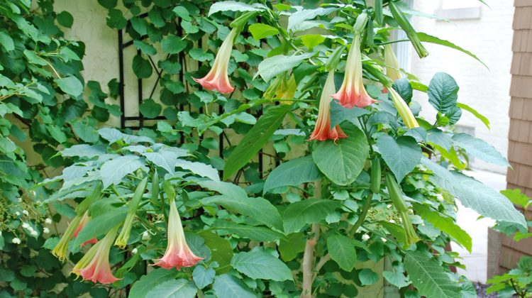 Growing-Angels-Trumpet-in-a-Container.jpg