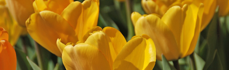 Yellow-Tulips-Develop-Red-Streaks-THUMB.jpg
