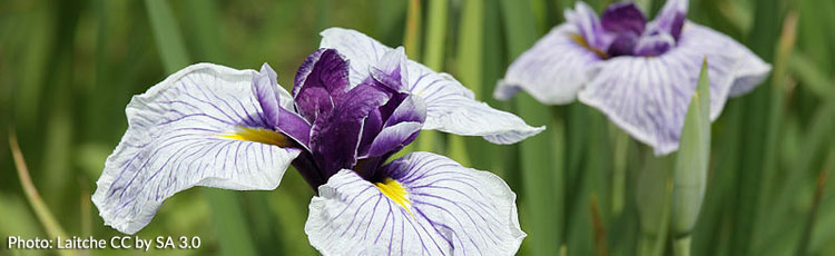 Planting-Japanese-Iris-Seeds.jpg