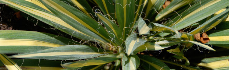 Starting-Yucca-from-Seed.jpg