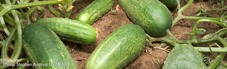 Bitter-Cucumbers---THUMB.jpg