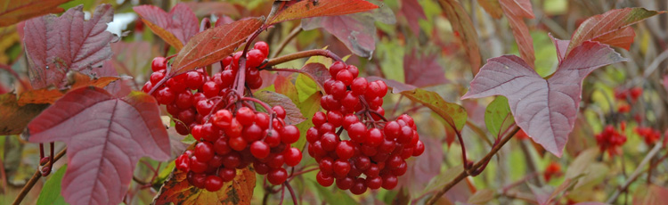 Pruning-Cranberry-Viburnum-THUMB.jpg