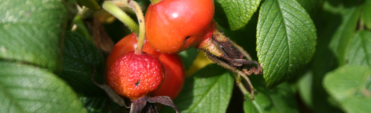 Planting-Seeds-from-Rose-Hips.jpg