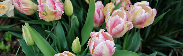 100419_Planting_Tulips_Daffodils_and_Other_Spring_Flowering_Bulbs.jpg