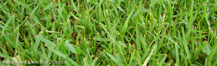 Bare-Patches-in-Zoysia-Grass-Lawn---THUMB.jpg