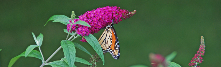 Growing-Butterfly-Bush-in-Wisconsin-THUMB.jpg