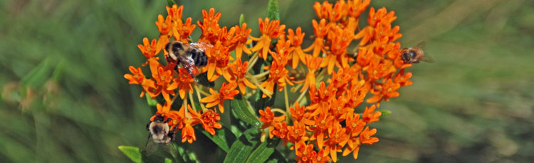 022719_Boost_Your_Gardens_Productivity_with_Pollinator_Plants.jpg