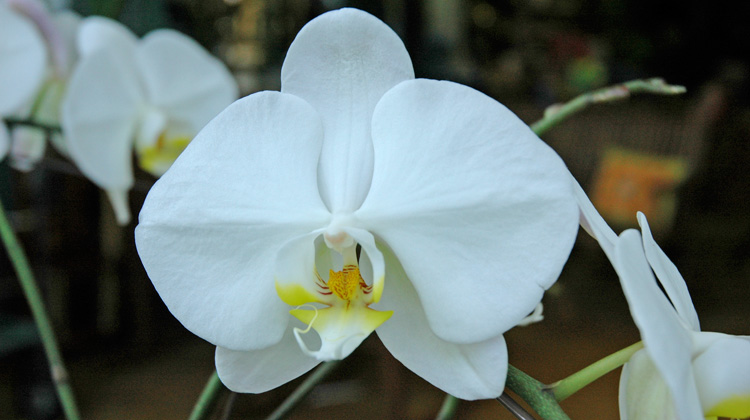 Keep-Orchids-Beautiful-and-Blooming.jpg