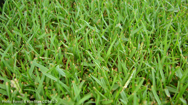 Bare-Patches-in-Zoysia-Grass-Lawn.jpg