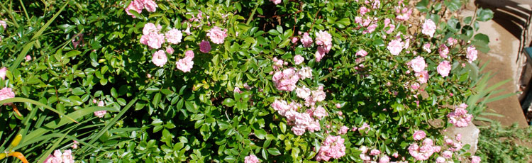 Pruning-Fairy-Rose.jpg