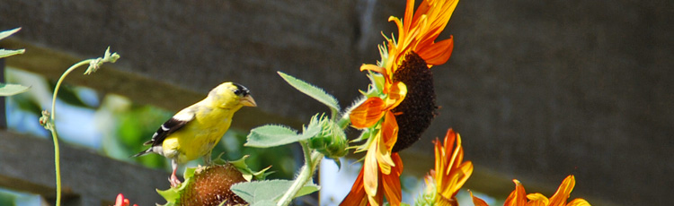 081018_Attract_Natures_Vegetarians_Goldfinches_to_the_Garden.jpg