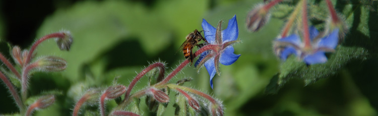 061614_Plant_Bee_Friendly_Plants_for_National_Pollinator_Week_June_16_23.jpg