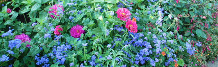 042718_Grow_Your_Own_Garden_Fresh_Bouquets.jpg