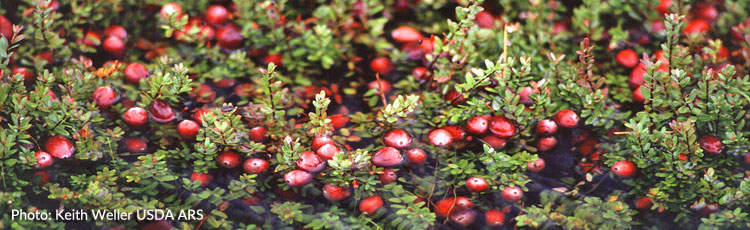 112118_Cranberries.jpg