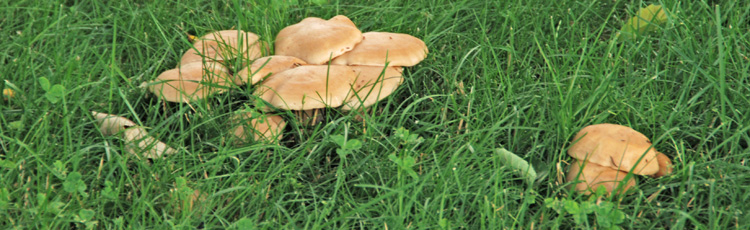 Mushrooms-in-the-Lawn-THUMB.jpg