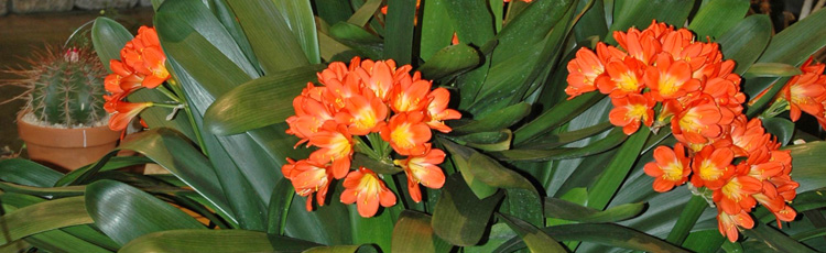 2012_301_MGM_Caring_for_and_Blooming_Potted_Clivia.jpg