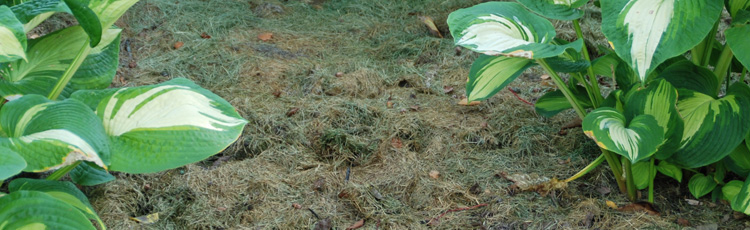 Using-Treated-Grass-Clippings-in-the-Garden.jpg