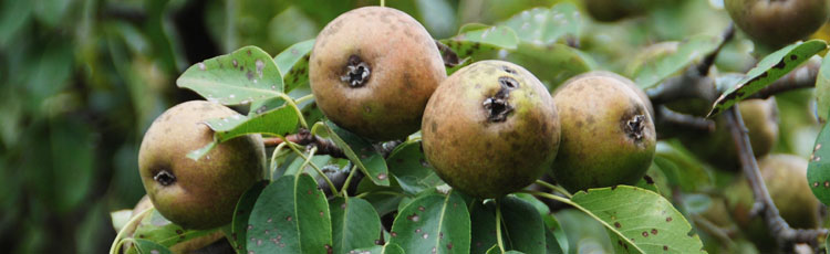 Black-Spots-on-Pears.jpg