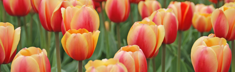 Tulip-Flowers-Fade-Out-Quickly-THUMB.jpg