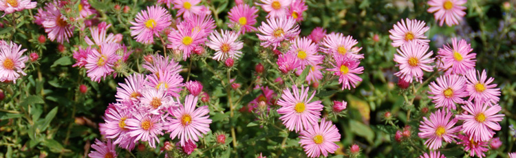 091714_Add_Color_to_the_Fall_Landscape_with_Asters.jpg
