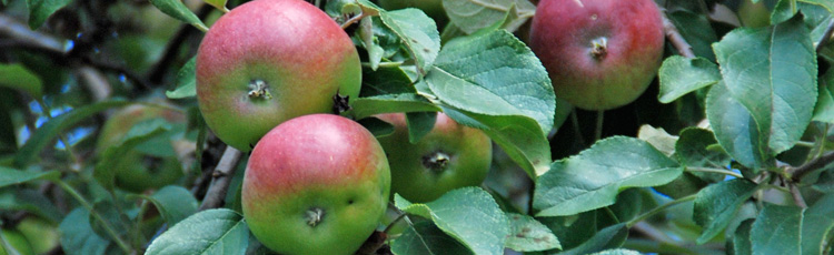 2012_294_MGM_Grow_Your_Own_Fat_Free_and_Flavorful_Apples.jpg
