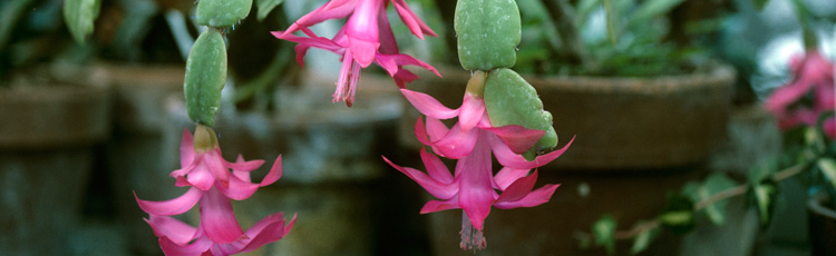 2011_267_MGM_Christmas_Thanksgiving_and_Easter_Cactus.jpg
