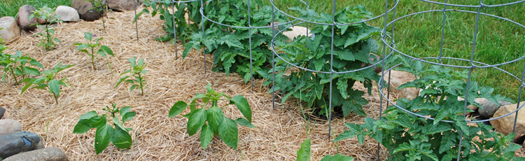 2012_333_MGM_Prevent_Problems_in_Your_Vegetable_Garden.jpg