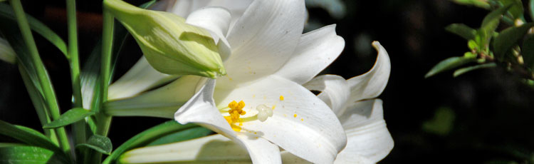 042219_Caring_for_your_Easter_Lily_After_the_Holiday.jpg