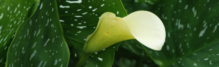 Calla-Lily-Failed-to-Flower-THUMB.jpg