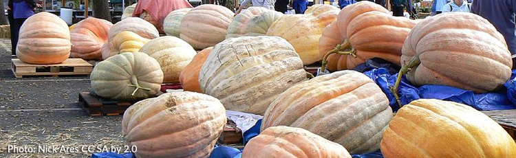 Enormous-Pumpkins.jpg