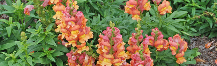 042619_Share_Your_Love_of_Snapdragons.jpg