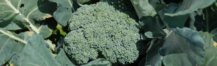 Bitter-Flavored-Broccoli---THUMB.jpg