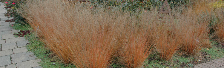 2012_422_MGM_Ornamental_Grasses.jpg