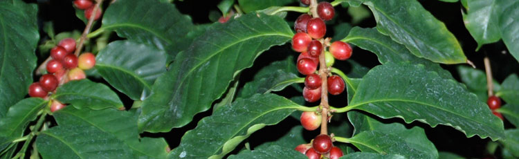 Growing-a-Coffee-Plant.jpg