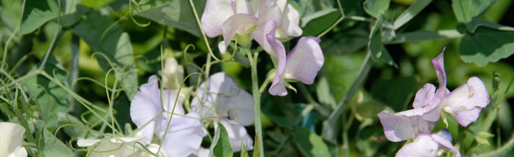 030915_Sweet_Peas_Fragrant_Cool_Weather_Annuals.jpg