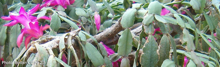 Starting-New-Christmas-Cactus-Plants-from-an-Existing-One.jpg