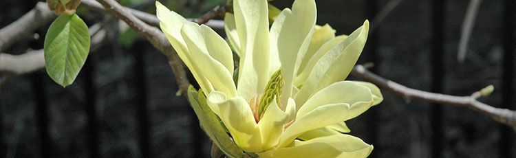 030420_Yellow_Flowered_Magnolias-THUMB.jpg