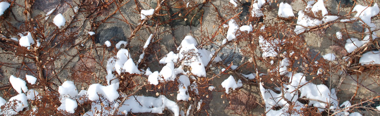 Winter-Care-of-Climbing-Hydrangea-THUMB.jpg