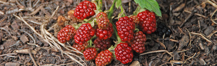 Blackberry-Plants-No-Longer-Producing-Fruit.jpg