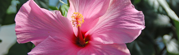 091819_Overwintering_Hibiscus_Mandevilla_Bougainvillea_and_Other_Tropical_Plants.jpg