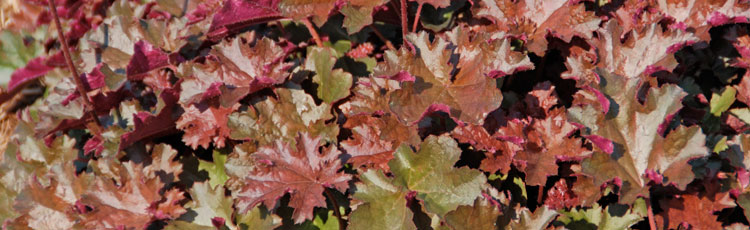 012119_Native_Coral_Bells_also_Known_as_Alum_Root_and_Heuchera.jpg