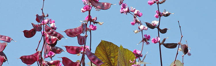 052220_Growing_Hyacinth_Bean_Vine_Lablab_purpureus-THUMB.jpg
