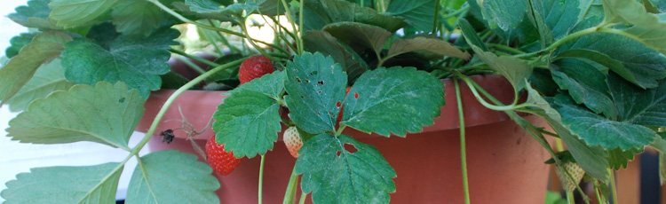 2012_292_MGM_Strawberries_for_Every_Space_Garden.jpg