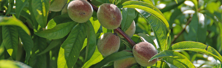 Prevent-Cracking-Fruit-on-Peach-Tree-THUMB.jpg