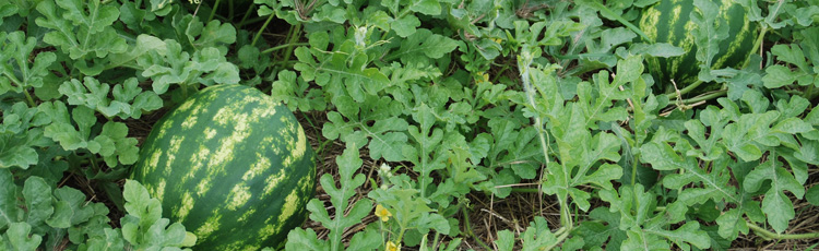 Pinching-Watermelon-Plants-to-Control-Growth-THUMB.jpg
