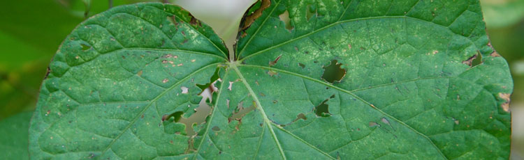Leaves-of-Morning-Glory-Riddled-with-Holes.jpg