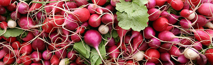 073120_Radishes_of_All_Sizes_Shapes_and_Colors.jpg