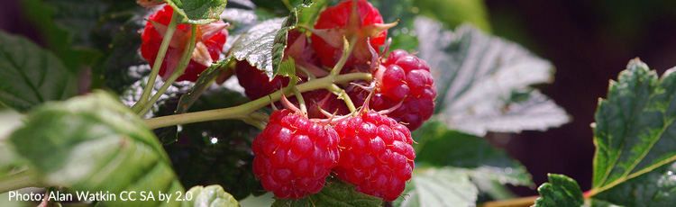 When-and-How-to-Prune-Raspberries-THUMB.jpg